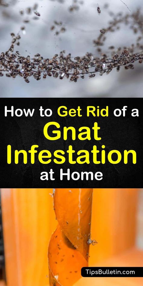 Getting Rid Of Nats, How To Kill Gnats, Gnat Spray, Gnats In House Plants, Fly Infestation, How To Get Rid Of Gnats, Gnat Traps, Get Rid Of Flies, Natural Mosquito Repellant