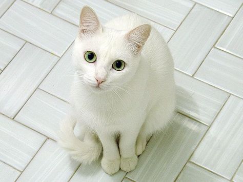 Russian White cat Russian White Cat, White Cat Breeds, Russian Cat, American Wirehair, Minako Aino, Cat With Blue Eyes, Russian Blue Cat, Cat Photos, Lost Cat