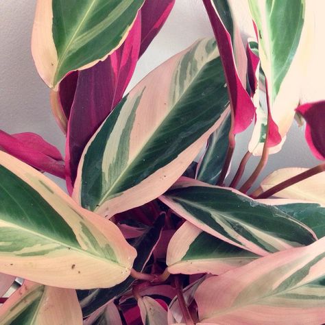 Carolina Búzio on Instagram: “New addition to the family! I got myself a #calathea triostar. Aren't the leaves beautiful? I really couldn't resist one after seeing it at…” Stromanthe Sanguinea, Plants Are Friends, Pink Plant, Interior Plants, House Plants Indoor, Pretty Plants, Green Life, Plant Lady, Green And Pink