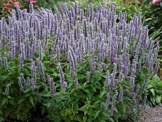 Agastache: A Growing Guide for Hyssop | Hummingbird Mint | Garden Design Drought Tolerant Annuals, Hummingbird Mint, Anise Hyssop, Licorice Plant, Drought Resistant Plants, Hummingbird Flowers, Survival Gardening, Blue And Purple Flowers, Fragrant Plant