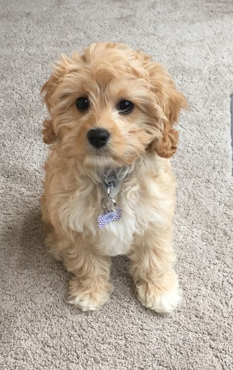 Blonde Cavapoo, Mixed Breed Puppies, Cute Fluffy Puppies, Preppy Dog, Maltipoo Dog, Cockapoo Puppies, Cavapoo Puppies, Very Cute Puppies, Labradoodle Puppy