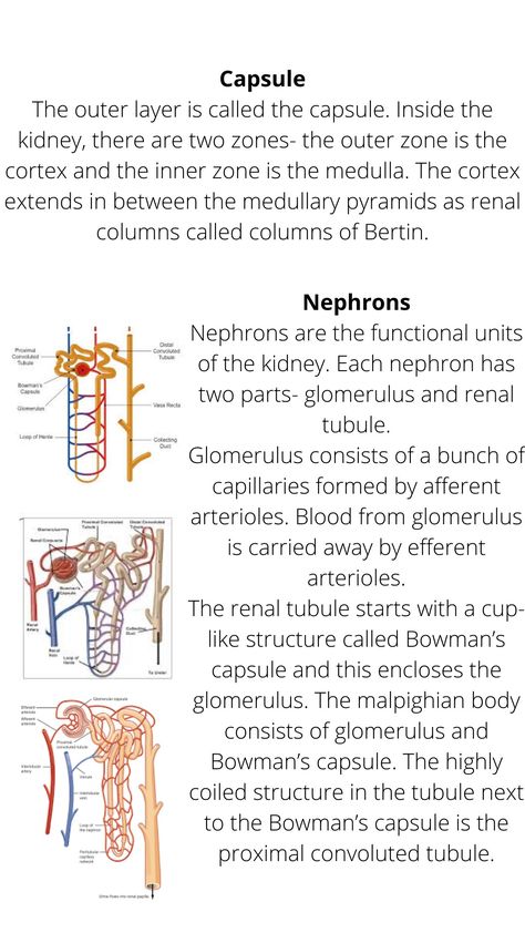 Excretion In Humans Notes, Excretion Biology Notes, Kidney Images, Physiology Notes, Nursing School Studying Cheat Sheets, Med School Study, Bio Notes, Biology Diagrams, Learn Biology