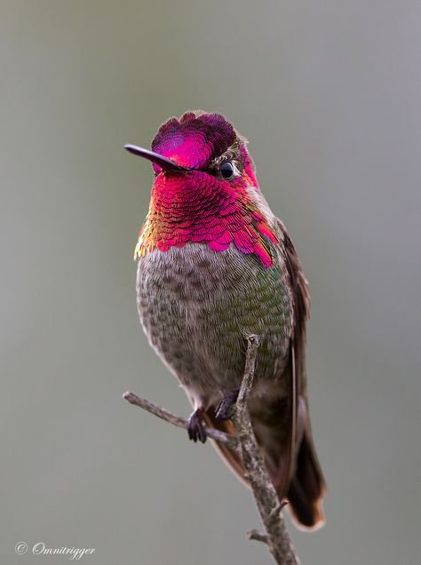 Flaring Pink Gorget | Anna's Hummingbird | John Fox | Flickr Beautiful Hummingbirds, Hummingbird Drawing, Hummingbird Photos, Hummingbirds Photography, Anna's Hummingbird, Animals Tattoo, Hummingbird Pictures, Most Beautiful Birds, Bird Wallpaper