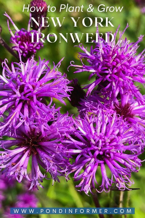 New York Ironweed, Ironweed Plants, New York Native Plants, Keystone Plants, Medicinal Weeds, Full Sun Garden, Seeds Benefits, Garden Flowers Perennials, Hummingbird Plants