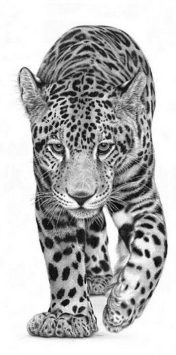 Jaguar In Jungle, Jaguar Drawing, Jungle Drawing, Tatoo Dog, Leopard Drawing, Leopard Tattoos, Pencil Drawings Of Animals, Big Cats Art, Animal Sketches