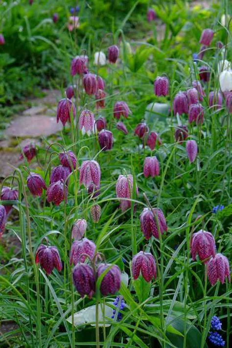 Fritilaries fantastic spring bulb . Frittilaria Meleagris, Harvest Flowers, Fritillaria Meleagris, Plant Combos, Northwest Garden, Monty Don, Aquatic Garden, Wild Garden, Spring Flowering Bulbs