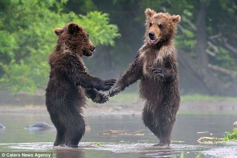 After spotting each other from a distance, the two bears run towards each other and appear to shake hands Photo Ours, Mother Bears, Brown Bears, Wildlife Pictures, Momma Bear, Funny Bears, Love Bear, Bear Cubs, E Card