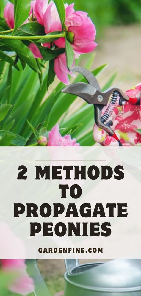 Peonies are one of the most beautiful flowers you can plant in your garden. Propagating them can be tricky, but this article will teach you 2 methods of propagating these lovely flowers. #Peony #peonyflower #propagatingpeony #peonies #flowergarden #gardening #planting101 How To Propagate Peonies, Splitting Peonies, Propagating Peonies, Pruning Peonies, Peony Farming, Propagate Peonies, Peony Fertilizer, Propagation Ideas, Peony Care Tips