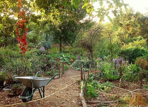 The Permaculture Research Institute Food Forest Garden, Permaculture Garden, Permaculture Gardening, Permaculture Design, Gardening Techniques, Veg Garden, Food Forest, Forest Garden, Garden Guide