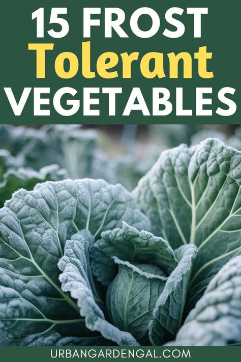 frost tolerant vegetables Snow Making, Kale Plant, Fast Growing Vegetables, Broccoli Plant, Cabbage Plant, Cauliflower Plant, Rhubarb Plants, Winter Veggies, Vegetables To Grow