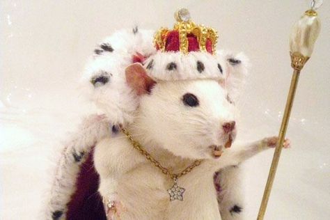 CUTE Silly Animal Pictures, Crown Art, Cute Rats, Mouse Rat, Silly Animals, Queen Bee, Childrens Illustrations, Queen Bees, Adorable Animals