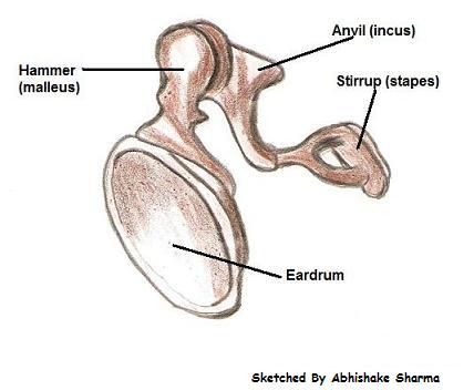 Structure and Functions of the Ear Explicated With Diagrams Inner Ear Anatomy, Ear Diagram, Plant Cell Diagram, Bone Anatomy, Human Body Projects, Ear Picture, Types Of Bones, Ear Anatomy, Anatomy Images