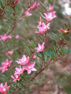 Crowea exalata - Rutaceae.   Pink, star shaped flowers.  Filaments fused and anthers fluffy. Leaves narrow lanceolate. Crowea Flower, African Plants, Australian Plants, Australian Flora, Pink Star, Native Garden, Australian Native, Flower Center, Birth Flowers