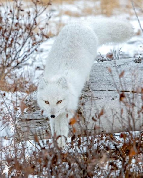 Snow Fox Aesthetic, White Fox Aesthetic, Fox Habitat, Arctic Foxes, Fox Man, Gold Fox, Fox Pictures, Foxes Photography, Fox Girl