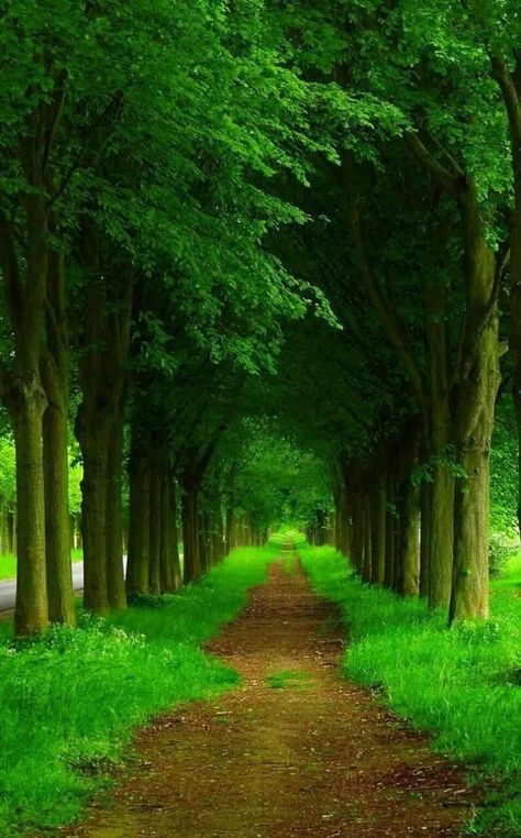 New Nature Wallpaper, Nature Photography Trees, Tree Tunnel, Photoshop Backgrounds Backdrops, Photoshop Digital Background, फोटोग्राफी 101, Beautiful Roads, Fotografi Alam Semula Jadi, 수채화 그림