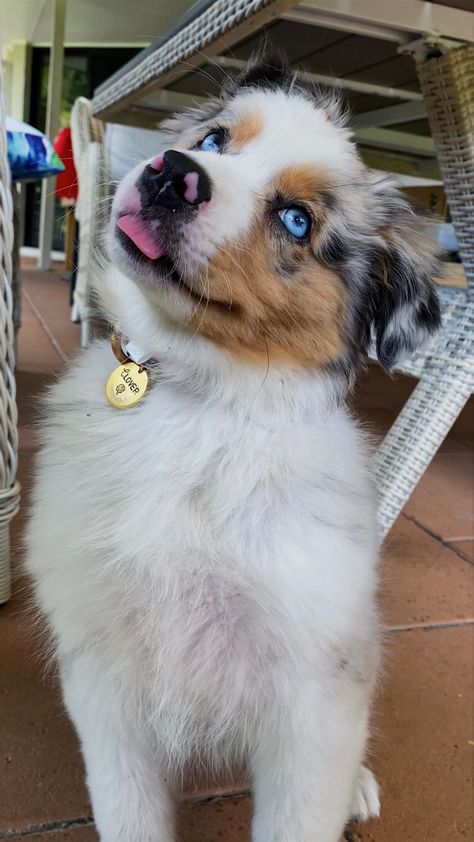 Mini Blue Merle Australian Shepherd, Australian Shepherd Merle Blue, Mini Australian Shepherd Blue Merle, Blue Merle Australian Shepherd Puppy, Blue Merle Australian Shepherd, Australian Shepherd Blue Eyes, Blue Merle Corgi, Merle Corgi, Red Merle Australian Shepherd