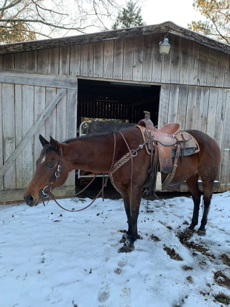 Western Horse Tack Aesthetic, Horse Tack Aesthetic, Aesthetic Equestrian, Twd Oc, October Mood, Western Horses, Equestrian Aesthetic, Barrel Racing Horses, Rodeo Horses