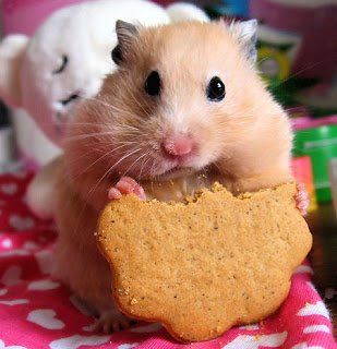 Russian Hamster, Chinese Hamster, Hamsters Video, Hamster Breeds, Cage Hamster, Hamster Food, Eating Carrots, Hamster Treats, Baby Hamster