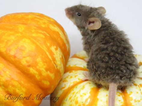 Curly Rat, Curly Mice, Curly Mouse, Fancy Mouse, Dumbo Rat, Alice In Wonderland Drawings, Cute Rats, Pet Mice, Hairless Cat