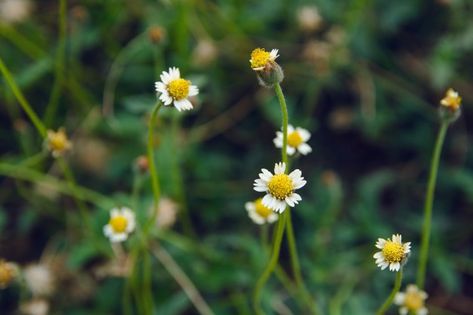 Mexican Daisy, Wild Daisy, Premium Photo, Projects To Try, Daisy, Stock Photos, India, Plants, Flowers