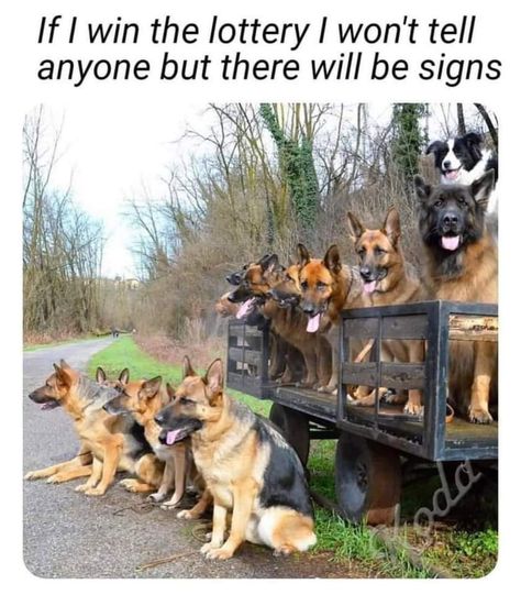 German Shepherd Memes, Dark Funny, German Shepherd Pictures, Win The Lottery, Funny German Shepherd, German Shepherd Funny, Dog Jokes, Dogs Funny, The Lottery