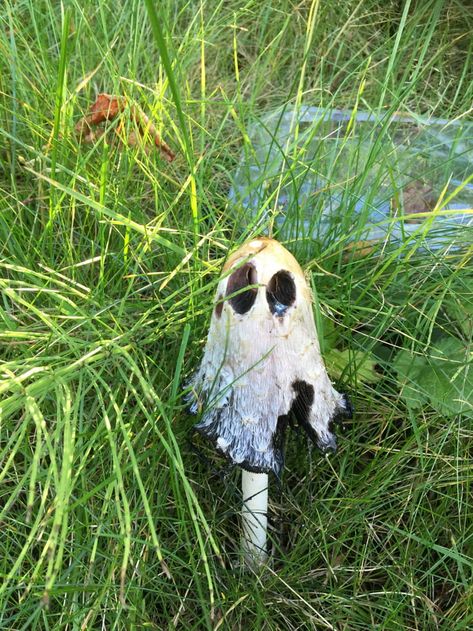 Inky Cap Mushroom looks like a ghost. Inky Cap Mushroom, Ghost Mushroom, Mushroom Plant, Mushroom Pictures, Plant Fungus, Vulture Culture, Mushroom Fungi, Mushroom Art, Wild Mushrooms