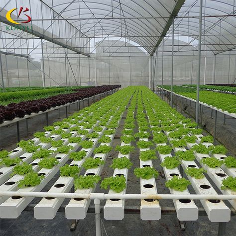 Foshan Kunyu Horizontal Pvc Hydroponic Lettuce Growing System Greenhouse - Buy Hydroponic Lettuce System,Hydroponic Growing Systems,Hydroponic System Product on Alibaba.com Greenhouse Hydroponics, Lettuce Growing, Hydroponic Lettuce, Hydroponic Greenhouse, Pvc Greenhouse, Greenhouse Construction, Hydroponic Grow Systems, When To Plant, Hydroponic Growing