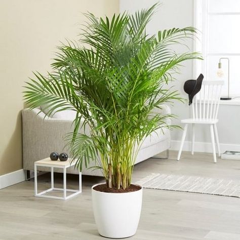 8 Amazing Areca Palm Benefits & Facts | Balcony Garden Web Areca Palm Care, Areca Palm Plant, Indoor Palm Trees, Low Maintenance Indoor Plants, Indoor Palms, Indoor Flowering Plants, Parlor Palm, Plant Indoor, Areca Palm