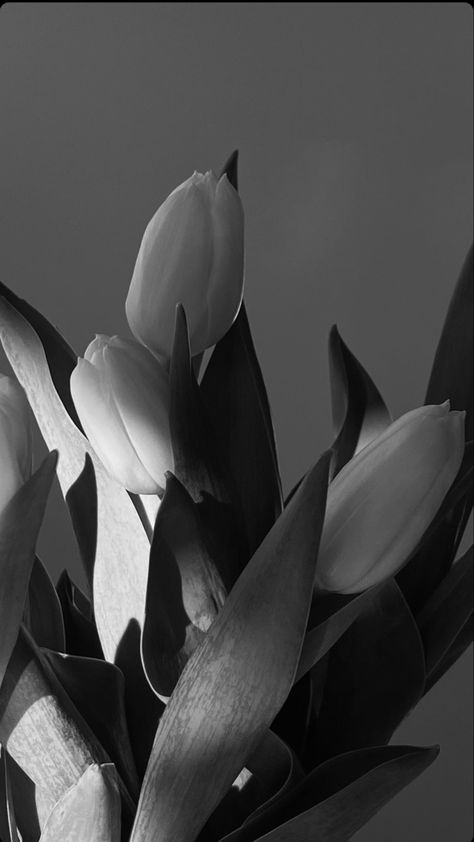 Black And White Tulips Aesthetic, Black Tulips Wallpaper, White Tulips Wallpaper, White Tulips Aesthetic, Tulip Wallpaper, Grey Theme, Vintage Flowers Wallpaper, Black And White Picture Wall, Wallpaper Earth