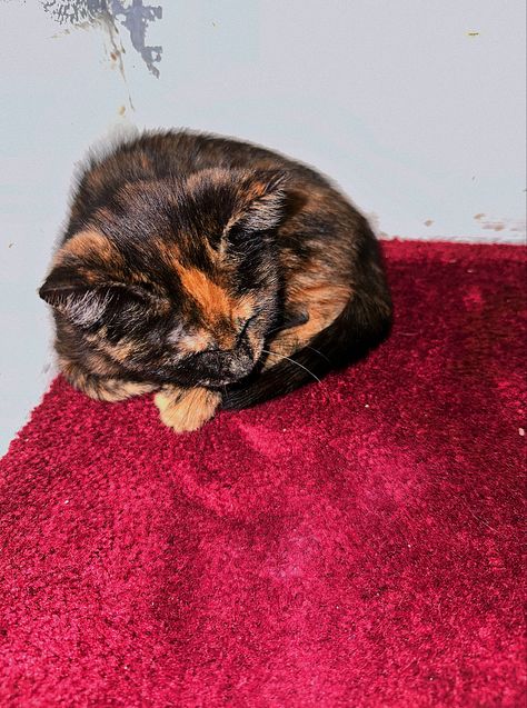 Black Cat With Orange Spots, Black And Orange Kitten, Kitten Tortoiseshell, Black And Orange Cat, Orange Kitty, Tortoiseshell Cat, Orange Kittens, Newborn Kittens, Tortoise Shell Cat