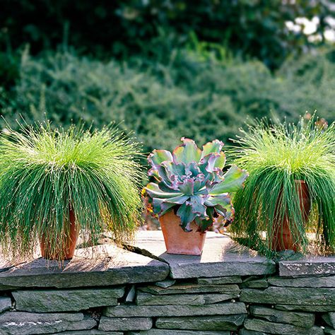 Fiber Opticgrass Blue Oat Grass, Feather Reed Grass, Lake Garden, Fountain Grass, Grasses Landscaping, Have Inspiration, Container Gardens, Garden Accents, Grass Seed