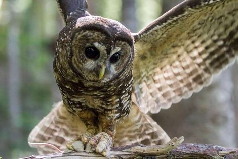 Democratic Congressional Candidate Carrick Flynn Says He Has an Emotional Affinity to Timber Unity Human Nature Quotes, Owl Habitat, Northern Spotted Owl, Spotted Owl, Owl Species, Nature Quotes Adventure, Barred Owl, Flying Squirrel, Mount Rainier National Park