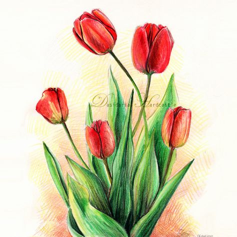 5 tulips by dasidaria-art.deviantart.com on @DeviantArt Red Tulips Drawing, Drawings Of Tulips, Drawing With Pencil Colours, Drawing Tulips, Pencil Colour Drawing, Pencil Colours, Drawing With Pencil, Tulip Drawing, Colour Drawing