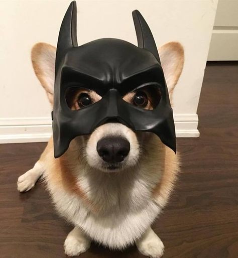 He’s not Corgi, he’s Batman! Funny Corgi Pictures, The Bloodhound Gang, Cowboy Corgi, Batman Dog, Bat Dog, Baby Corgi, Cute Corgi Puppy, Corgi Pictures, Corgi Funny