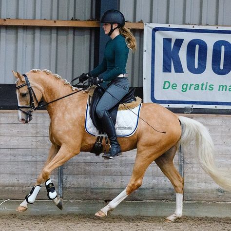 Palomino Horse Jumping, Palomino Pony, Pony Dressage, Horse Braids, Horses Palomino, Canadian Horse, Horse Braiding, Ponies For Sale, Equestrian Dressage