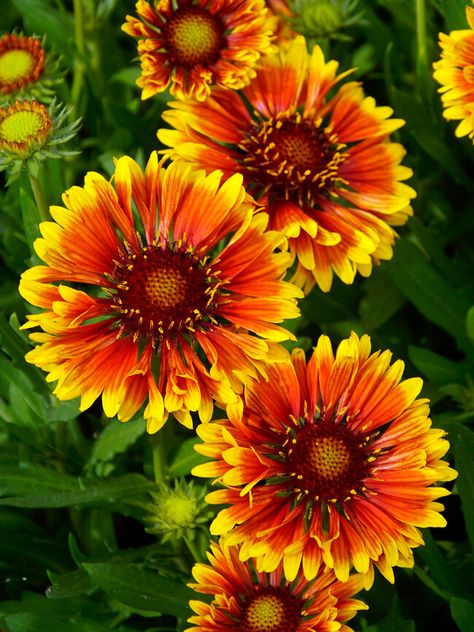 Gaillardia Flower, Native American Blanket, Garden Goals, Blanket Flower, Grasses Landscaping, Border Plants, Flower Blanket, Drought Resistant, Zone 5