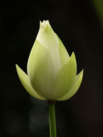 Lotus Image, Lotus Bud, Lotus Flower Pictures, Water Lilly, Resource Library, The Buddha, Water Lily, Water Lilies, Flower Pictures