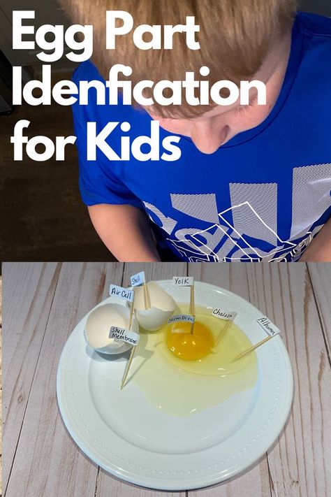 Parts Of An Egg, Chicken Anatomy, Farm Lessons, Hatching Chicks, Farm School, Egg Incubator, How To Teach Kids, Homeschool Programs, Animal Science