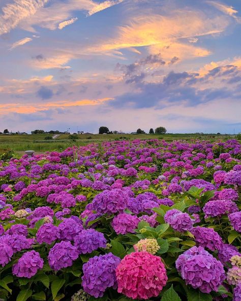 Hydrangea Field, Peonies And Hydrangeas, Android Wallpaper Flowers, Garden Dress, Hippie Wallpaper, Beautiful Places Nature, Spring Blossom, Flower Field, Nature Beauty