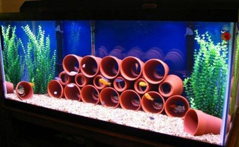 How to use Terra Cotta Pots in Your Aquarium African Cichlid Tank, Cichlid Tank, African Cichlid Aquarium, Frog Tank, Cichlid Aquarium, Cichlid Fish, Fresh Water Fish Tank, Turtle Tank, African Cichlids