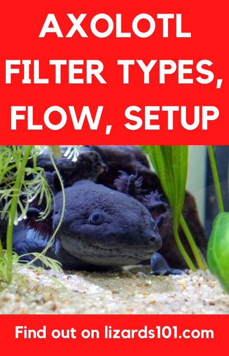 Learn about axolotl filter needs, what the best type of a filter for an axolotl aquarium is, which flow they needs and how to setup a filter in an axolotl enclosure. #axolotltankfilter #axolotlfilter Axolotl Tank Plants, Axolotl Tank Ideas Aesthetic, Axolotl Aquarium Ideas, Axolotl Tank Ideas Aquarium, Axolotl Enclosure, Axolotl Tank Setup, Axolotl Tank Ideas, Weird Pets, Axolotl Care