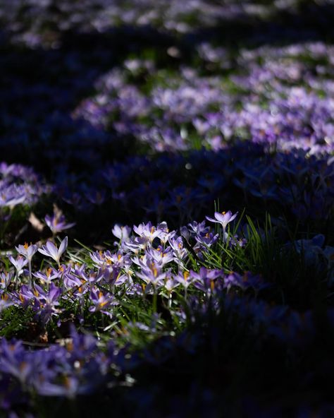 Crocus pocus! 💜 Check out these magical pictures of our crocuses, taken by BBG member @alex.olson.arts. Depending on the weather, these… | Instagram Alex Olson, Brooklyn Botanic Garden, Magical Pictures, Crocus Flower, Botanic Garden, Single Flower, In The Garden, Botanical Gardens, The Garden