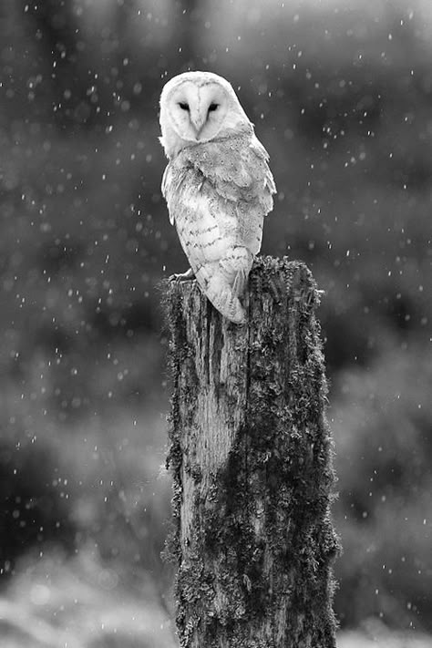 Barn owl in snow .black and white #owl #photography.  #birds #wildlife  #barnowl  #photooftheday Owl Photography, Snow Owl, Camping Photography, Owl Pictures, Beautiful Owl, White Owl, Winter Animals, Owl Bird, Snowy Owl