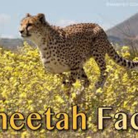 Facts about Cheetahs Cheetah Facts For Kids, Savanna Diorama, Biomes Project, Animal Adventures, Fourth Grade Science, Facts For Kids, Animal Habitats, Unschooling, Large Heart