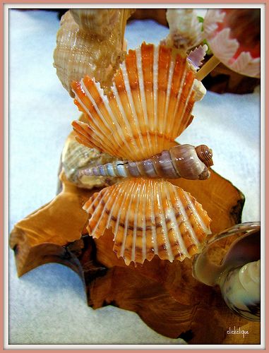 Sea Shell Butterfly Shell Animals, Shell Butterfly, Sea Shells Diy, Shell Ideas, Seashell Wall Art, Art Coquillage, Shells Diy, Shell Decorations, Shell Crafts Diy