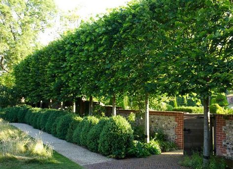 Planting for Privacy | Grow Beautifully Screen Trees, European Hornbeam, Pleached Trees, Pruning Trees, Hardscape Ideas, Carpinus Betulus, Landscape Hardscape, Garden Hedges, Privacy Trees