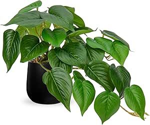 DILATATA Fake Plants Indoor 8 Inch Artificial Pothos Plant in Black Ceramic Pot - Faux Potted Pothos Plant for Home Aesthetic Decor Living Room Shelf Office Fake Potted Plants, Rope Plant Hanger, Living Room Shelf, Shelf Office, Desk Plants, Room Shelf, Ceramic Planter Pots, Artificial Potted Plants, Artificial Greenery