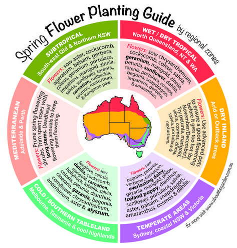 Spring Flower Planting Guide by temperate zones Australia Planting Guide Australia, Flower Planting Guide, Vegetable Planting Guide, Flower Planting, Flowers Australia, Spring Food, Winter Vegetables Gardening, Green Board, Garden Magazine