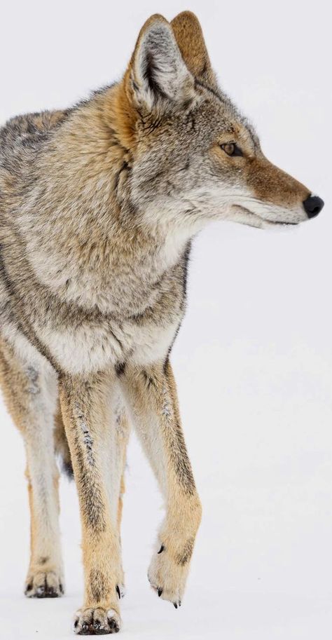 Oliver E photo Howling Coyote, Coyote Anatomy, Coyote Aesthetic Dark, Coyote Reference Photo, Coyote Animal, Native American Warrior, E Photo, Nature Trail, Native American