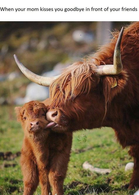 Wholesome Animal Memes To Start The Week Off Right Long Horns, Wild Animals Photos, Phone Layouts, Fluffy Cows, Cow Pictures, Fun Pictures, Highland Cows, Baby Cow